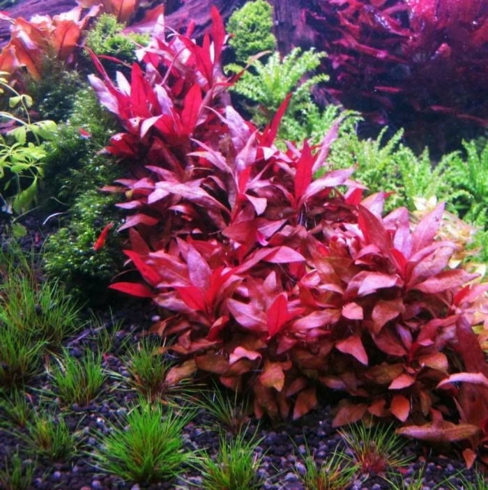 Альтернантера сессилис