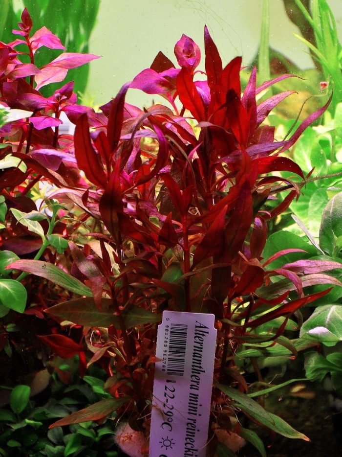 Людвигия перуанская даймонд