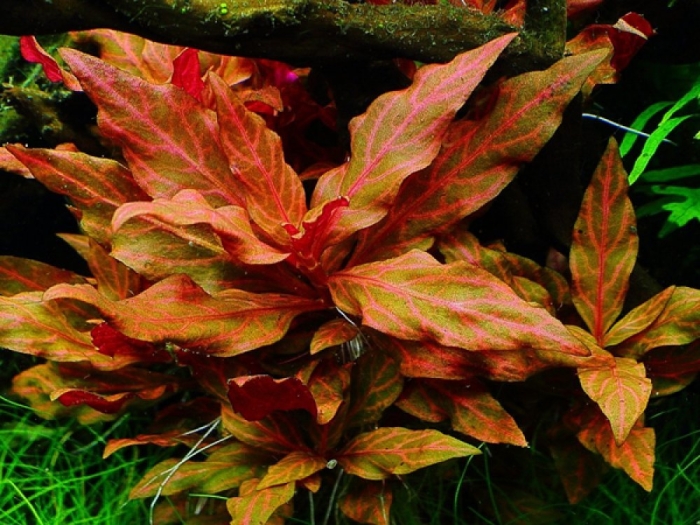 Людвигия ползучая аквариумное