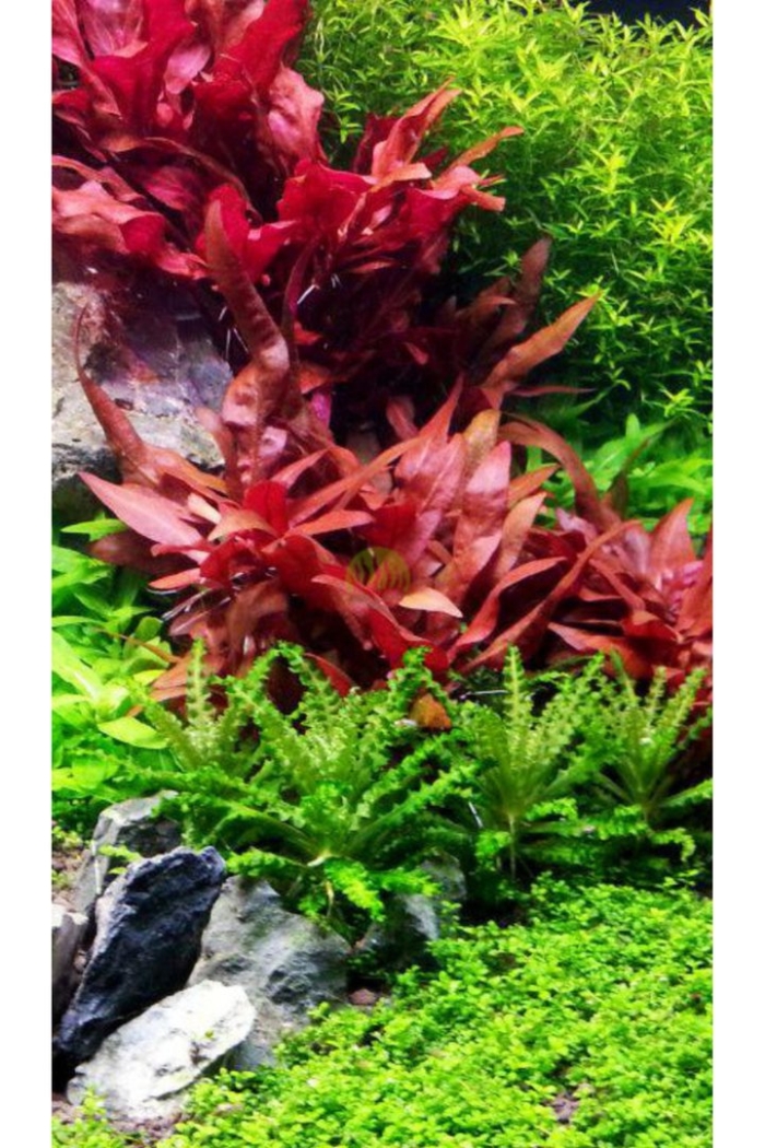 Альтернантера рейнека