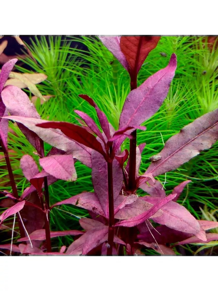 Альтернантера сессилис