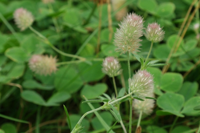 Клевер полевой trifolium arvense