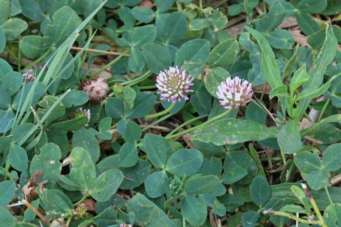 Trifolium fragiferum