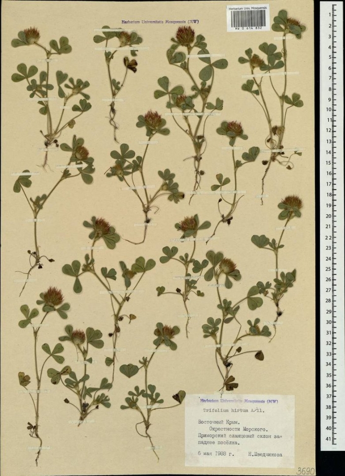 Клевер луговой гербарий