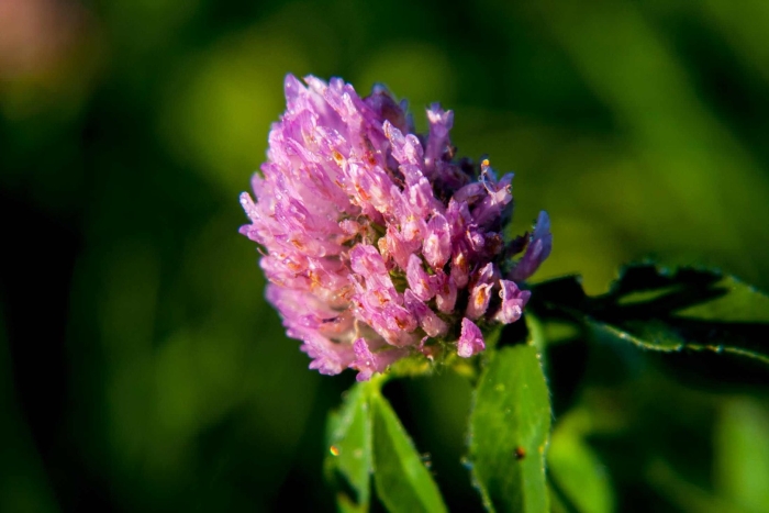 Цветки красного клевера