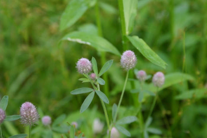 Растение клевер