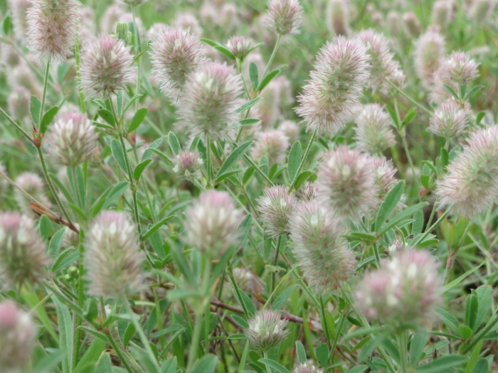 Trifolium pannonicum