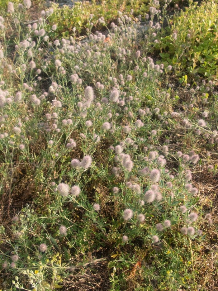 Клевер пашенный сухоцвет