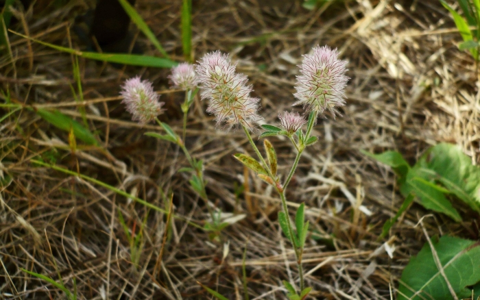 Клевер пашенный (trifolium arvense)