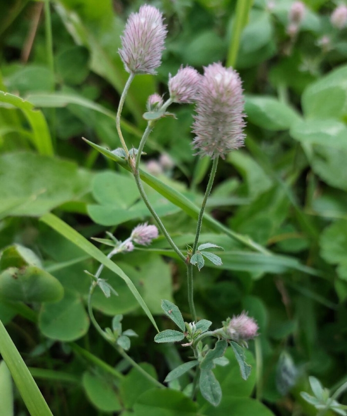Trifolium resupinatum