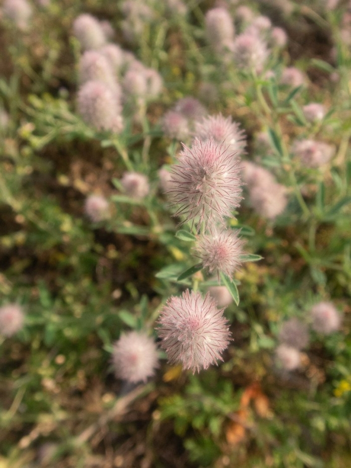 Trifolium arvense венчик