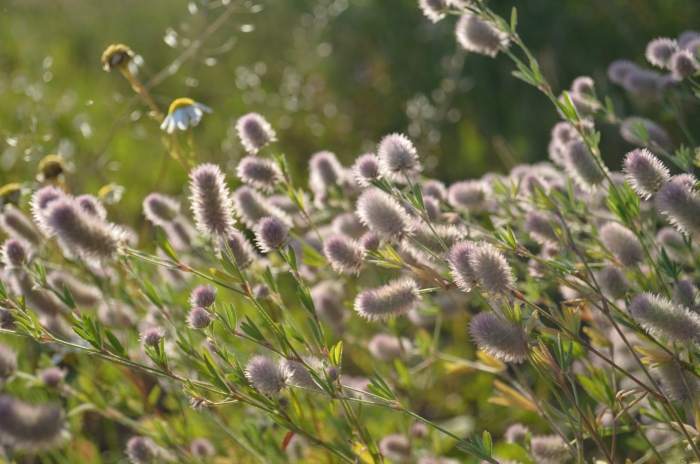 Клевер пашенный (trifolium arvense)