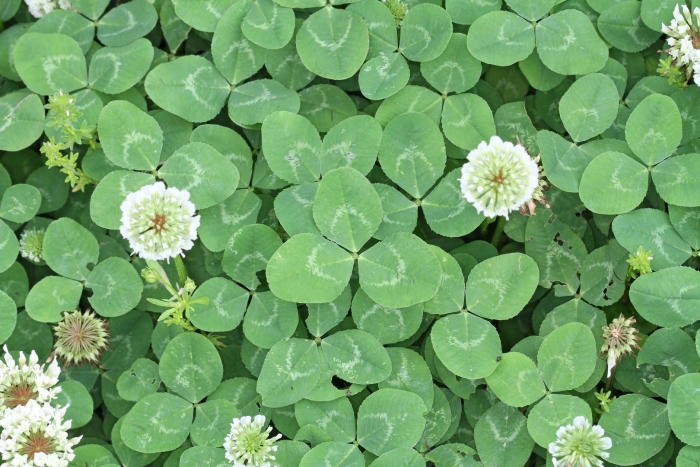 Клевер ползучий trifolium repens