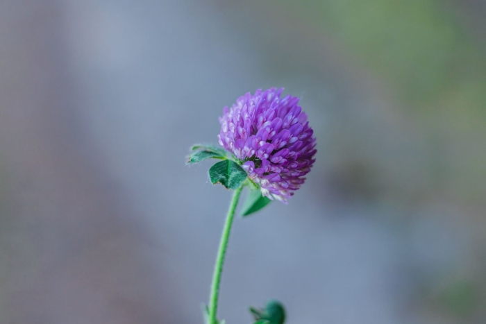 Луговой клевер