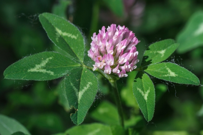 Trifolium pratense