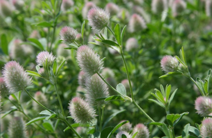 Клевер полевой пашенный