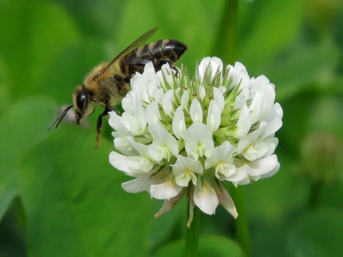 Клевер белый медонос
