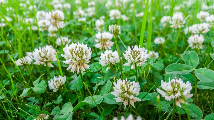 Клевер ползучий trifolium repens
