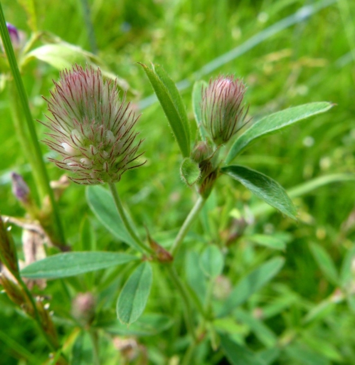 Trifolium pannonicum