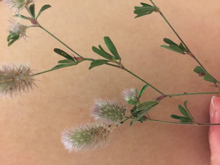 Растение клевер