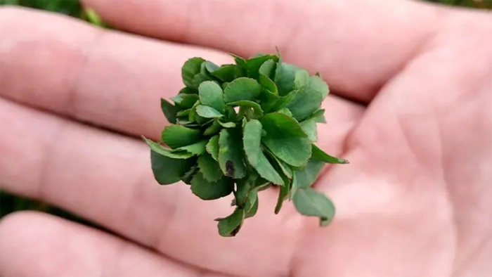 Очиток каланхоэ