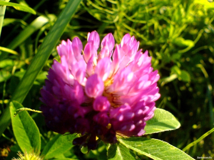 Клевер луговой