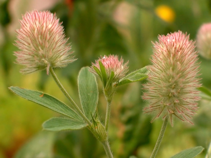 Trifolium pannonicum