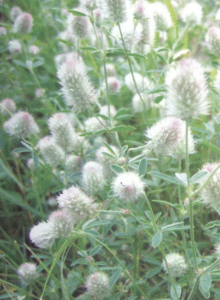 Клевер полевой