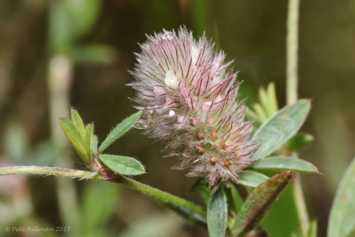 Клевер полевой