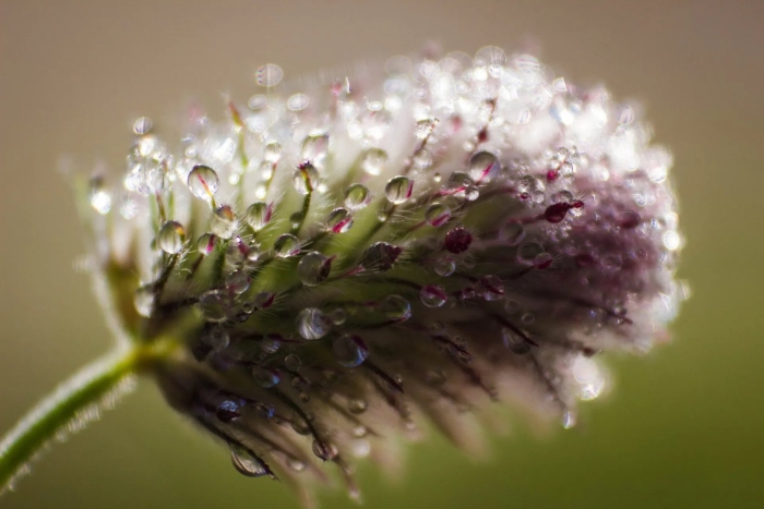 Цветки клевера