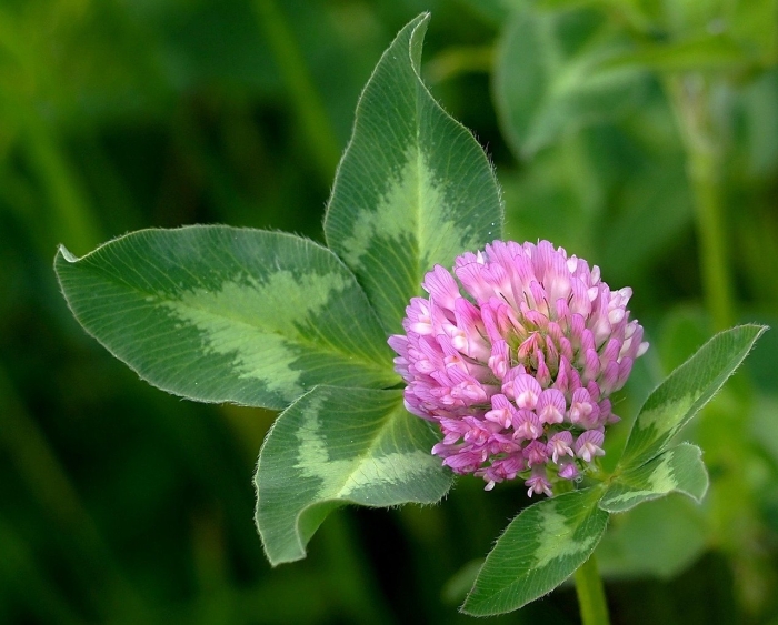 Клевер паннонский
