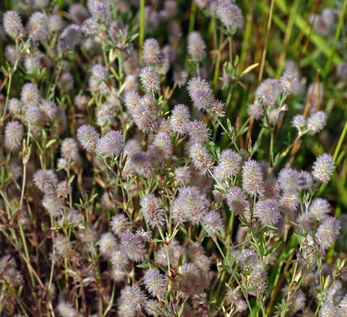 Полевые растения