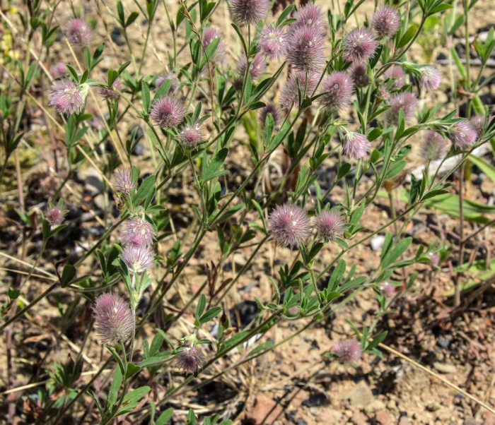 Trifolium arvense венчик