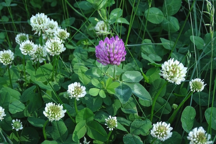 Клевер ползучий trifolium repens