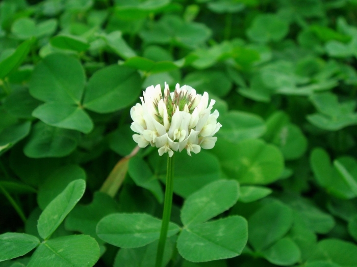Клевер ползучий trifolium repens