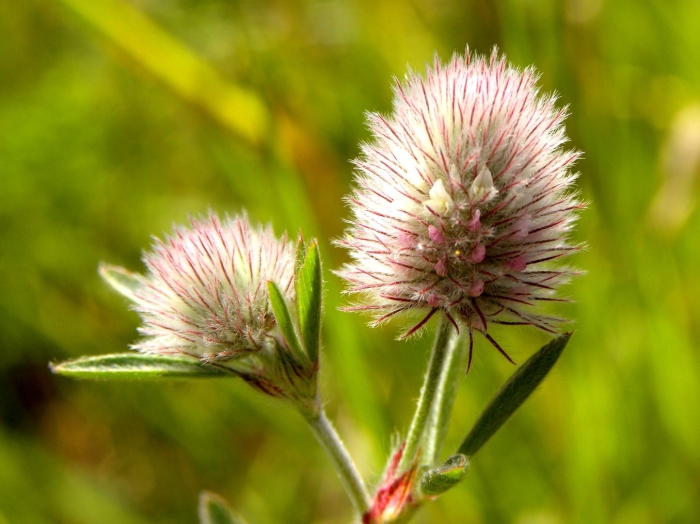 Trifolium arvense венчик