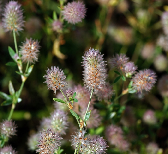 Клевер пашенный (trifolium arvense)