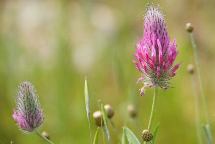 Цветки клевера