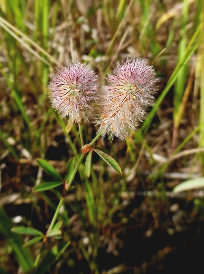 Trifolium vesiculosum