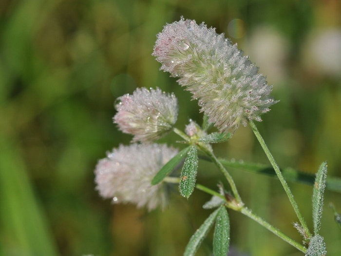 Клевер пашенный (trifolium arvense)