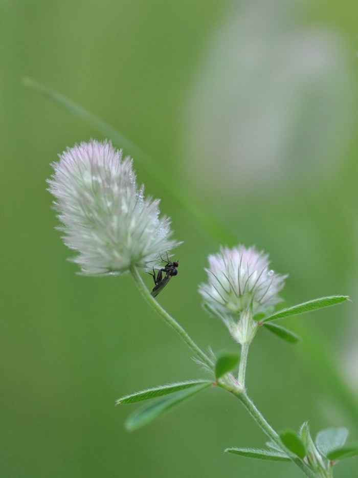 Клевер полевой trifolium arvense