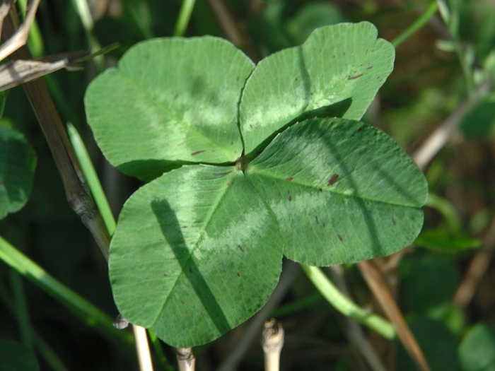 Клевер луговой четырехлистный