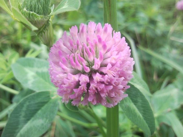 Клевер альпийский