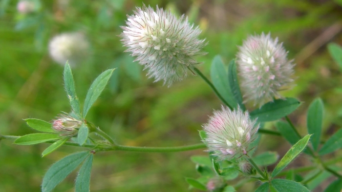 Trifolium pannonicum
