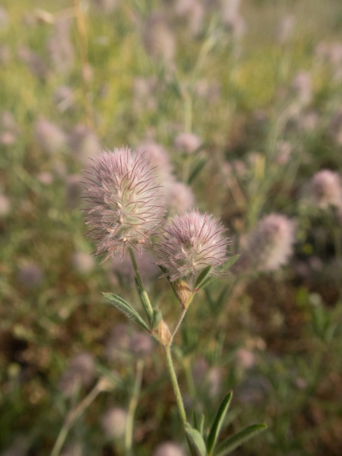 Растение клевер