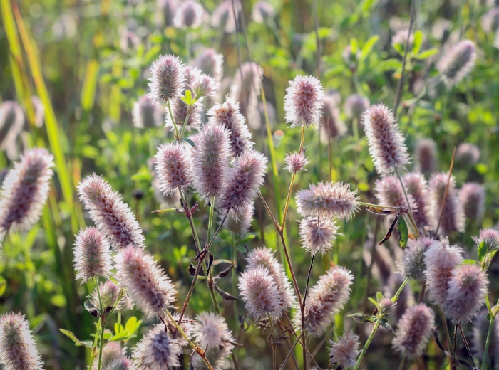 Клевер пашенный (trifolium arvense)
