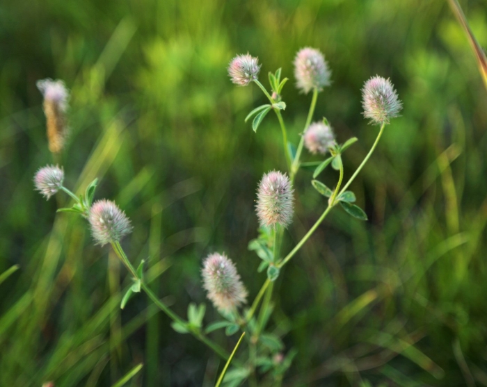 Клевер узколистный