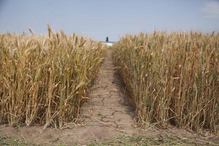 Озимая пшеница