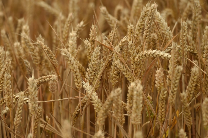 Triticum aestivum