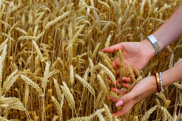 Пшеница в поле